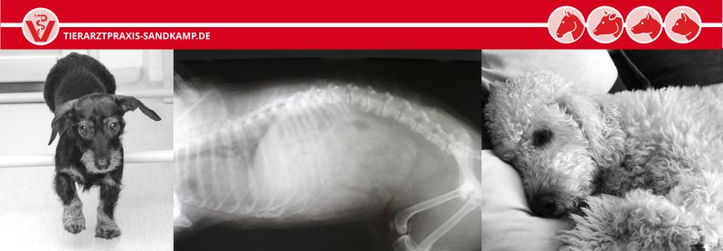 Röntgen bei Hunden | Erkenntnisse für die Diagnostik